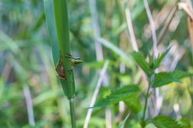 Hyla arborea - Sapında yeşil ağaç kurbağası. Arka plan yeşil. Fotoğrafta güzel bir bokeh var. Vahşi fotoğraf