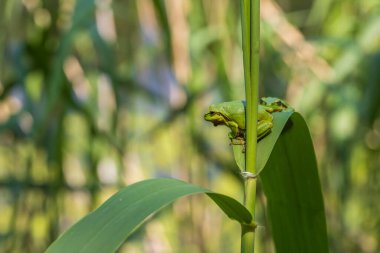 Hyla arborea - Sapında yeşil ağaç kurbağası. Arka plan yeşil. Fotoğrafta güzel bir bokeh var. Vahşi fotoğraf