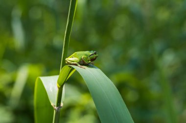 Hyla arborea - Sapında yeşil ağaç kurbağası. Arka plan yeşil. Fotoğrafta güzel bir bokeh var. Vahşi fotoğraf