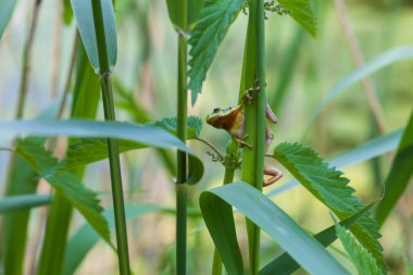 Hyla arborea - Sapında yeşil ağaç kurbağası. Arka plan yeşil. Fotoğrafta güzel bir bokeh var. Vahşi fotoğraf