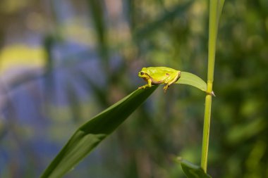 Hyla arborea - Sapında yeşil ağaç kurbağası. Arka plan yeşil. Fotoğrafta güzel bir bokeh var. Vahşi fotoğraf