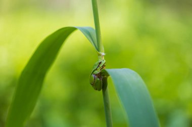 Hyla arborea - Sapında yeşil ağaç kurbağası. Arka plan yeşil. Fotoğrafta güzel bir bokeh var. Vahşi fotoğraf