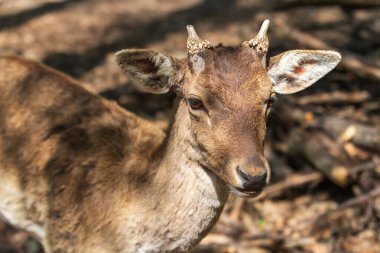Fallow Geyik - Dama dama ağaçların arasına gider. Doğanın vahşi fotoğrafı..