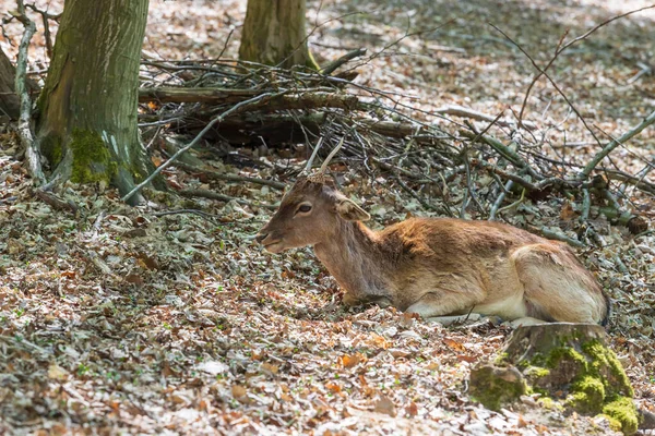 Fallow Deer Dama Dama Ligt Grond Bladeren Tussen Bomen — Stockfoto