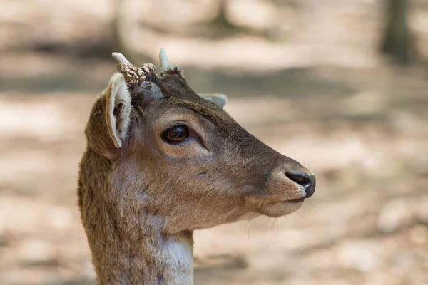 Fallow Deer Dama Dama Jde Mezi Stromy Divoká Fotografie Přírody — Stock fotografie