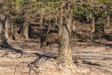 Yaban domuzu - Sus scrofa - ormanda ve doğal ortamında. Vahşi doğanın fotoğrafı..