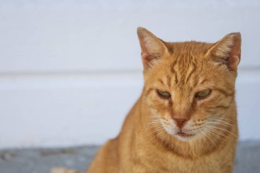 Vahşi sokak tekir kedisi. Sokaklardaki kedi.