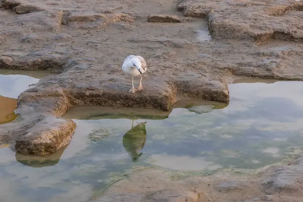 Bir martı kayanın üzerinde durur ve gelgitte balık yakalar..