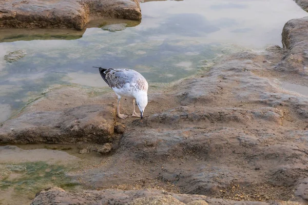 stock image A seagull stands on a rock and catches fish at low tide.