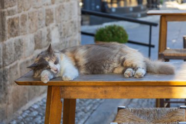 Vahşi sokak tekir kedisi. Sokaklardaki kedi.