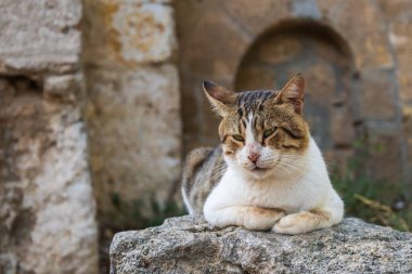 Vahşi sokak tekir kedisi. Sokaklardaki kedi.