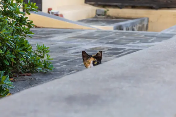Wild Street Tabby Cat Cat Streets — Stock Photo, Image