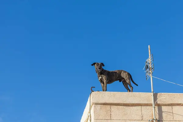 A big dog stands on the wall and watches over the surroundings.