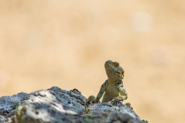 Kayadaki büyük vahşi bir kertenkele..