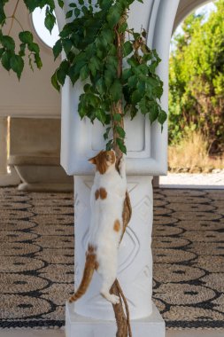 Vahşi sokak tekir kedisi. Sokaklardaki kedi.