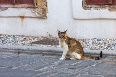 Vahşi sokak tekir kedisi. Sokaklardaki kedi.