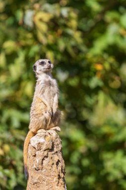 Meerkat - Suricata suricatta güneşli havada çevreyi koruyan bir taşın üzerinde duruyor. Fotoğrafta güzel bokeh var..