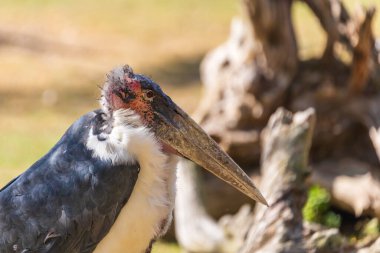 African marabou - African woodpecker - a large gray-white bird hunting insects in a meadow.