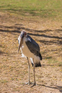 African marabou - African woodpecker - a large gray-white bird hunting insects in a meadow.