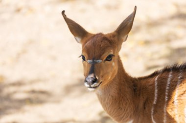 Güney Nyala - Çayırda güneşli bir havada Tragelaphus Angasii.