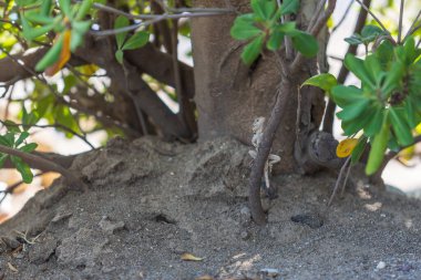 Kayadaki büyük vahşi bir kertenkele..