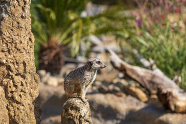 Meerkat - Suricata suricatta güneşli havada çevreyi koruyan bir taşın üzerinde duruyor. Fotoğrafta güzel bokeh var..