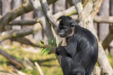 Siyah mangabey, bir dalda oturan Cercopithecidae. Küçük siyah maymun.