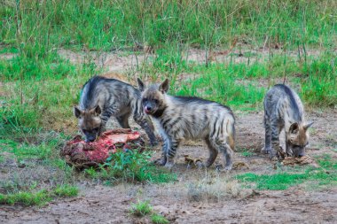 Üç genç sırtlan hyaena - Hyaena hyaena bozkırda et yiyor.