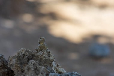 Kayadaki büyük vahşi bir kertenkele..