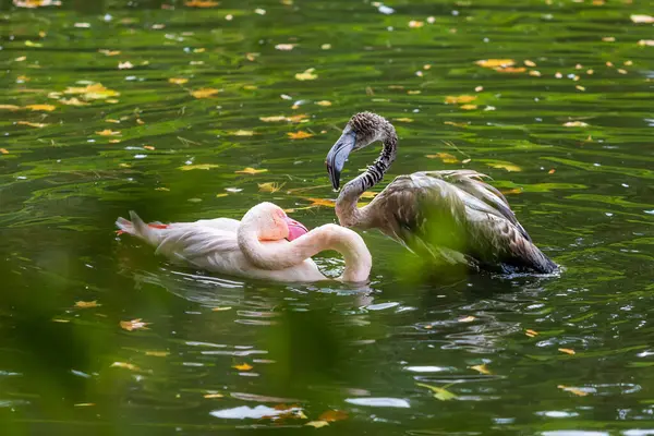 Suda pembe flamingo. Flamingoda su damlaları var..