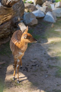 Güney Nyala - Çayırda güneşli bir havada Tragelaphus Angasii.