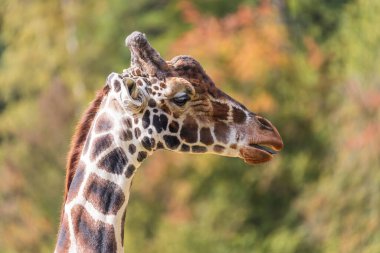 Zürafa kafa kafaya. Arka planda ağaçlar var..