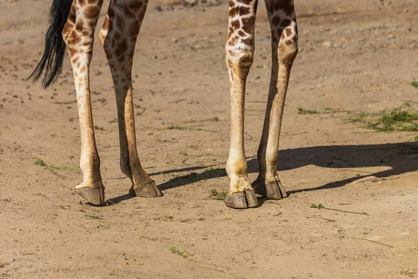 Close-up of a giraffe\'s legs. Four legs and hooves are visible.