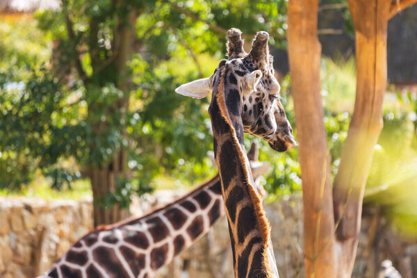 Жираф голова и шея. На заднем плане деревья.