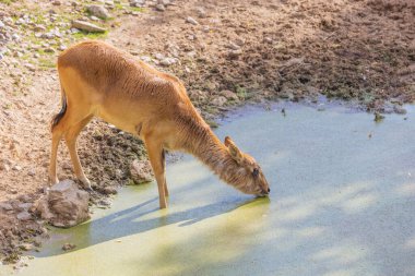 Voduska Abok - Kobus megaceros bulutlu yeşil suyun yanında duruyor ve içiyor.