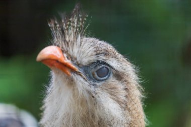 Yuvada oturan kırmızı gagalı bir kuşun portresi. Arka plan güzel bokeh..
