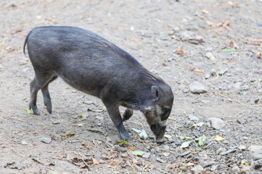 Visayan domuzu - Sus cebifrons dinleniyor ve uzayda yiyecek arıyor.