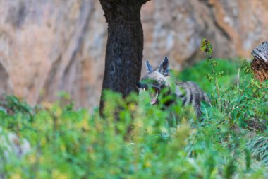 Sırtlan - Hyaena hyaena doğal ortamında. Genç sırtlanlar yemek için kavga eder..