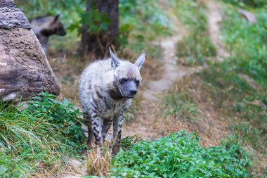 Sırtlan - Hyaena hyaena doğal ortamında. Genç sırtlanlar yemek için kavga eder..