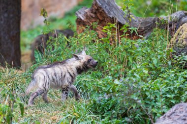 Sırtlan - Hyaena hyaena doğal ortamında. Genç sırtlanlar yemek için kavga eder..