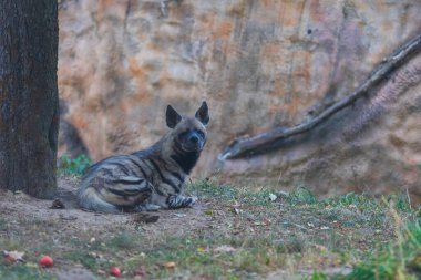 Sırtlan - Hyaena hyaena doğal ortamında. Genç sırtlanlar yemek için kavga eder..