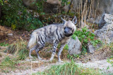 Sırtlan - Hyaena hyaena doğal ortamında. Genç sırtlanlar yemek için kavga eder..