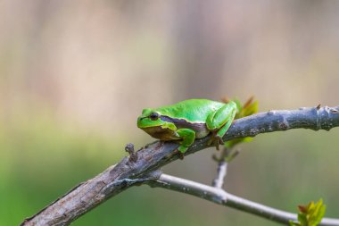  Hyla arborea - Sapında yeşil ağaç kurbağası. Arka plan yeşil. Fotoğrafta güzel bir bokeh var. Vahşi fotoğraf