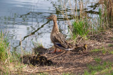 Ördek gölette yüzüyor ve etrafında küçük ördekler var. Vahşi doğanın fotoğrafı..