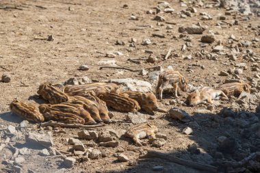 Yaban domuzu - Sus scrofa - ormanda ve doğal ortamında. Vahşi doğanın fotoğrafı..