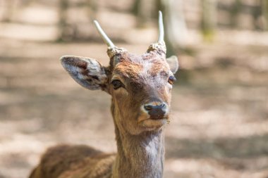 Fallow Geyik - Dama dama ağaçların arasına gider. Doğanın vahşi fotoğrafı..