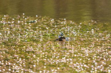 Çiftleşme mevsiminde Bufo Bufo. Sudaki kurbağa. Göletin yüzeyinde bir kurbağa..
