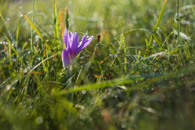 Ocun - Colchicum - yeşil çimenlikteki çayırda renkli bir çiçek. Fotoğrafta eski bir merceğin yarattığı güzel bir resim var..