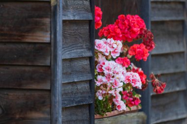 Pencere kenarındaki kutuda bir çiçek karışımı..