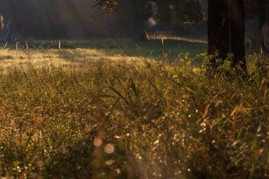 Gündoğumunda güzel bir sonbahar manzarası. Sis temizleniyor. Pagansko Çek Cumhuriyeti Avrupa